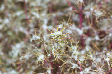 Hoarfrost on the decorative grass. Background of frozen grass leaves