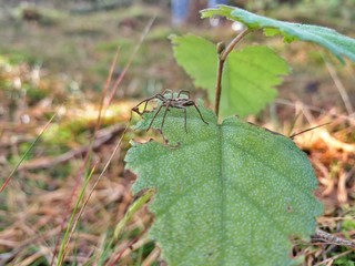 Spinne auf Blatt 