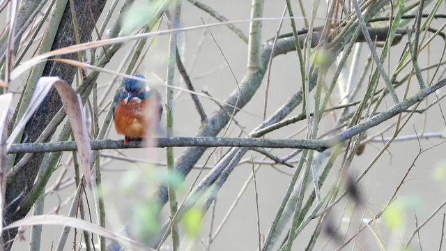 Eisvogel sitzt im Ge&auml;st am Ufer der Mosel