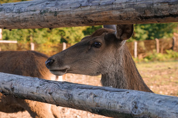 Young red deer female thoughtfully looks at visitors to a deer nursery