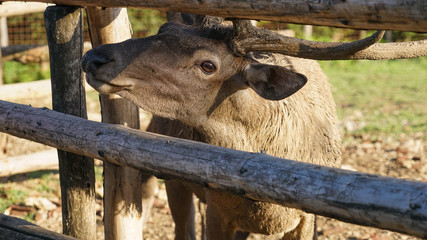 Red deer with curiosity watching visitors to the nursery