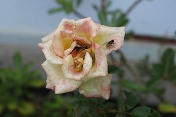 Pink roses and rain drops with flies on them, beautiful colors and charming drops