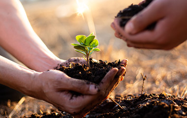 Two men are planting trees and watering them to help increase oxygen in the air and reduce global...