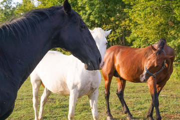 Obraz na płótnie Canvas Horses on a walk on a hot summer evening