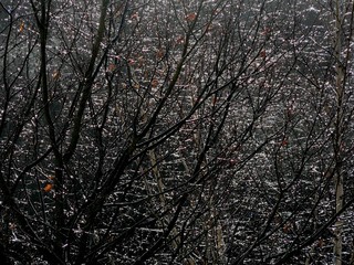 Glitzernde Regentropfen in der Baumkrone im Morgenlicht