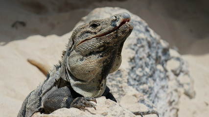 Iguana on a sandy beach in mexico, reptile.