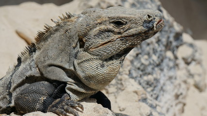 Iguana on a sandy beach in mexico, reptile.