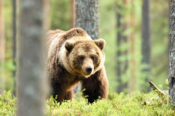 Fototapeta premium brown bear powerful pose in forest at summer