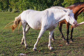 Naklejka na ściany i meble White horse takes a treat from the ranch visitor's palm