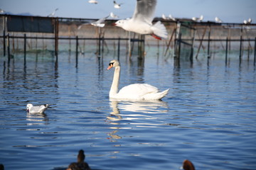 Fototapeta premium 牛久沼