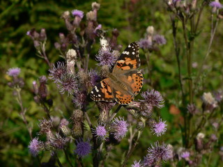 Schmetterling zwischen Blumen