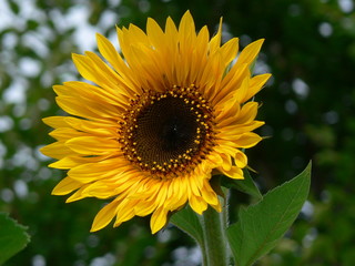 Sonnenblume mit weit geöffneter Blüte