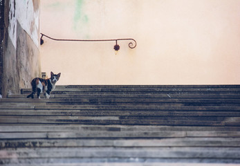 Curiosity killed the cat