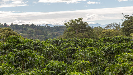 Fototapeta na wymiar Coffee plantation, Alajuela region, Costa Rica