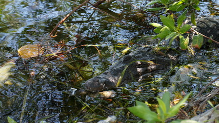 Obraz premium Disguised alligator among the leaves in river, Cancun, Mexico.
