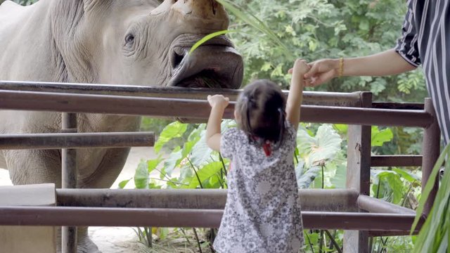 Asian mother and little daughter feeding rhino in a cage, Mother and little daughter visiting animal park. Happy family in summer time, Real life