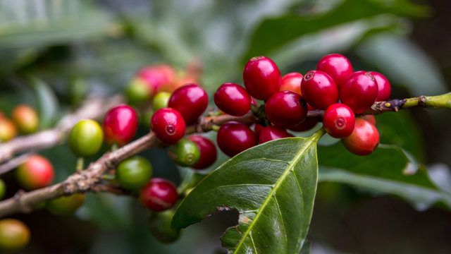 coffee beans before harvest, Alajuela region, Costa Rica
