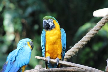 blue and gold macaw