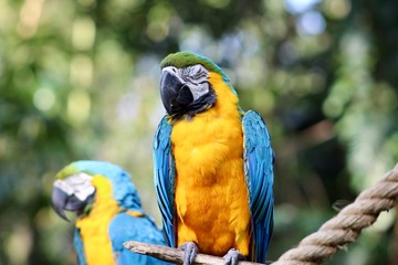 blue and gold macaw