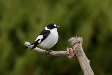 bird on a branch