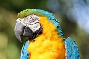 blue and gold macaw