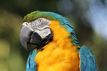 blue and gold macaw