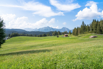 Alpine meadow in mountains