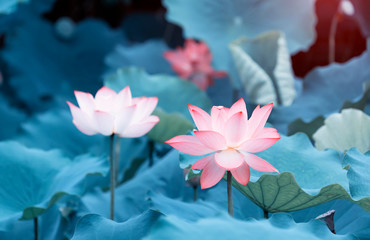 lotus or waterlily flower in the pond
