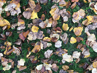 Linden or lime tree leaves (Tilia), fallen from the tree in autumn, wet after a thunderstorm, yellow, green, brown, foliage, background, texture