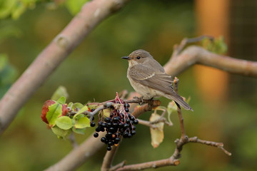 sparrow on a branch