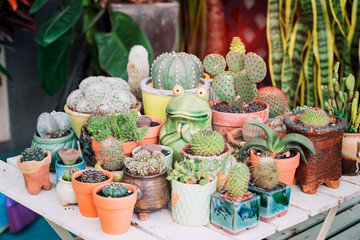 succulents or cactus succulents in garden with frog statue