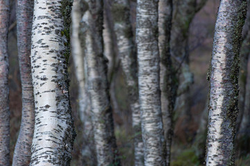 Silver birch tree trunks