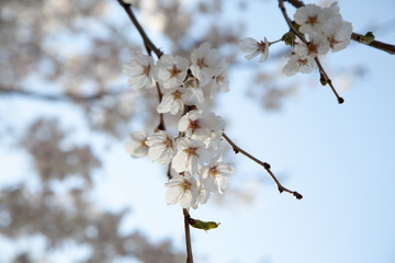 Cherry Blossom… like a snow