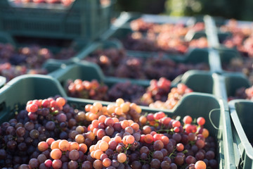 Grape. Harvesting. Morning light. Pink grapes
