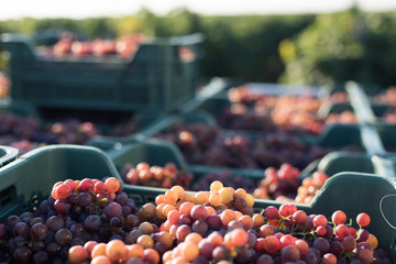 Grape Harvesting. Morning light. Pink wine grapes.