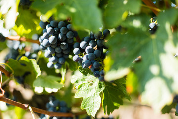 Grape. Harvesting. Morning light