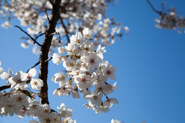 Cherry Blossom… like a snow