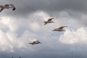 In Holland am Strand und an der Küste