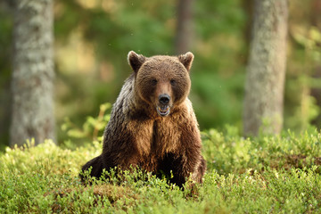 brown bear sitting in forest scenery