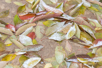 Cherry tree leaves in the snow. Hoarfrost on fallen leaves and trees. Background of frozen yellow leaves