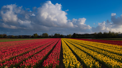 Large white cumulus cloud over a field of colourful tulips in Hillegom, Holland