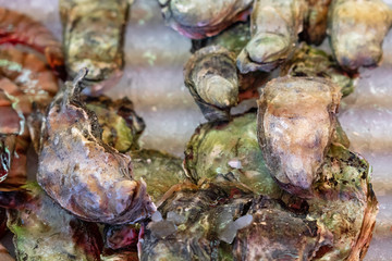 Mussels shell sea food on the ice