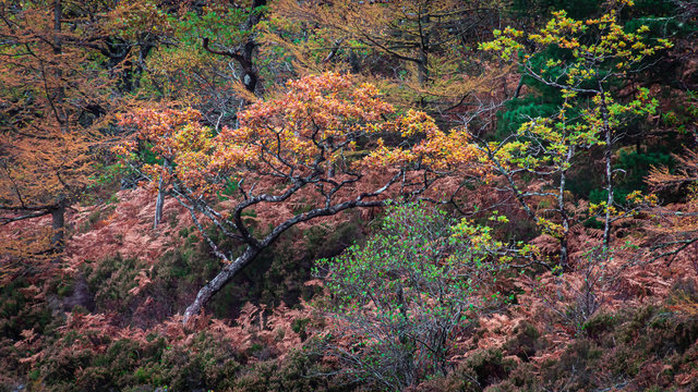 Wonky Tree On Hill In Autumn Coloured Woodland