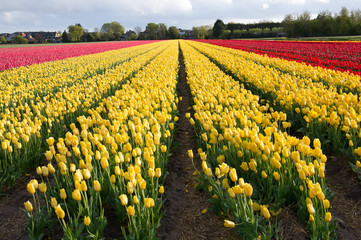 Fototapeta premium A field of yellow and red tulips in Hillegom, Holland