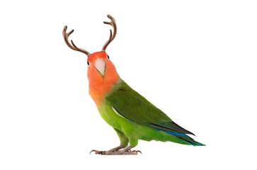 lovebird portrait with horns on a white background