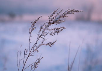 Frosty morning in the winter forest. Spikelets and blades of grass in hoarfrost on the background of a snowy field and forest.