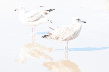 In Holland am Strand und an der Küste