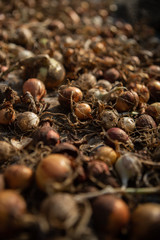 Many heads onions on a rustic table. Food background.