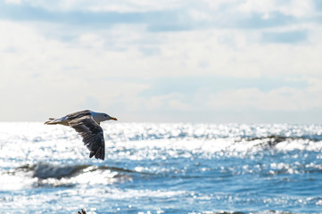 In Holland am Strand und an der Küste