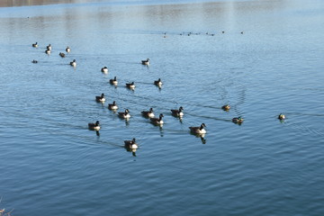 Ducks on water at central park reservior